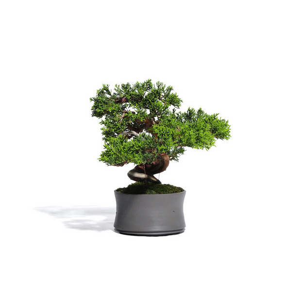 真柏　-Japanese Juniper-　（推定樹齢30年）-M0011- 詳細画像